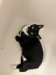 Found/Stray Female Cat last seen Between two apmt buildingsIn the waters bend complex, South Lebanon, OH 45065