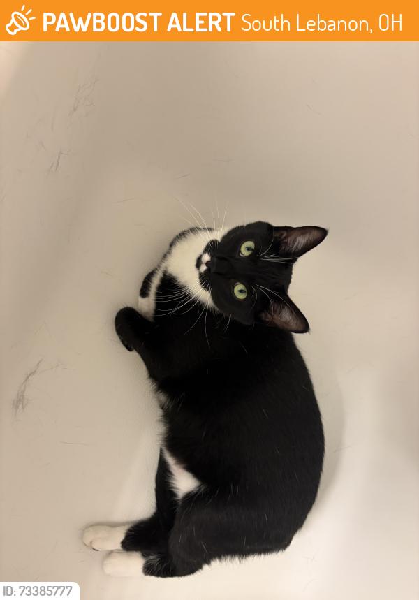 Found/Stray Female Cat last seen Between two apmt buildingsIn the waters bend complex, South Lebanon, OH 45065