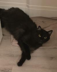 Lost Male Cat last seen Columbine Ave, Main Street, Santa Ana, CA 92707