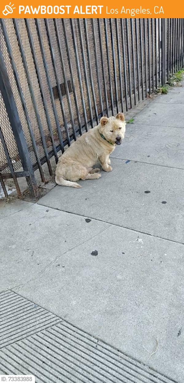 Found/Stray Male Dog last seen Michigan ave, Los Angeles, CA 90033
