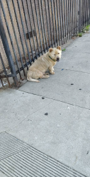 Found/Stray Male Dog last seen Michigan ave, Los Angeles, CA 90033
