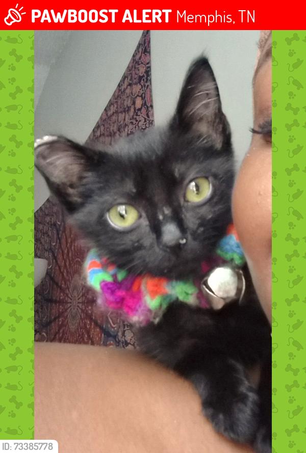 Lost Male Cat last seen Rockcreek Place, Memphis, TN 38016