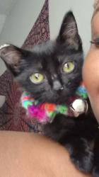 Lost Male Cat last seen Rockcreek Place, Memphis, TN 38016