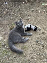 Lost Male Cat last seen Monsey, Airmont, NY 10952