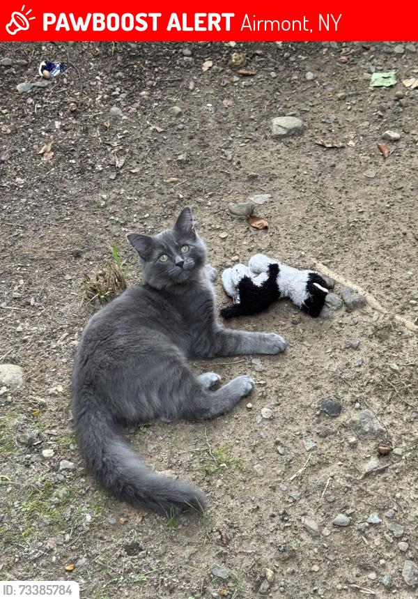 Lost Male Cat last seen Monsey, Airmont, NY 10952