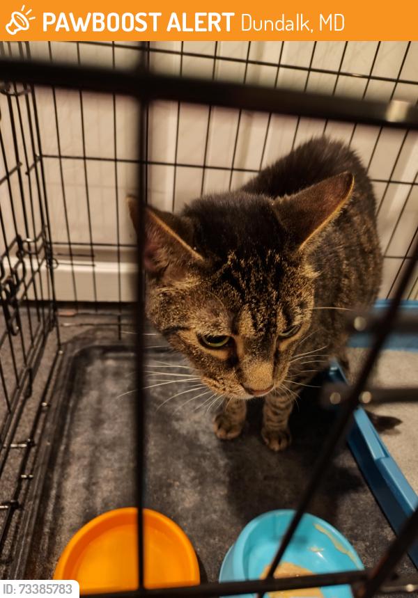 Found/Stray Unknown Cat last seen kirkleigh, stansbury park, Dundalk, MD 21222