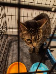 Found/Stray Unknown Cat last seen kirkleigh, stansbury park, Dundalk, MD 21222
