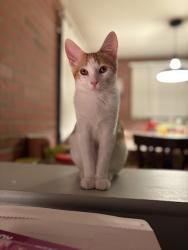 Lost Male Cat last seen Near E Bradley Ave El Cajon, El Cajon, CA 92021