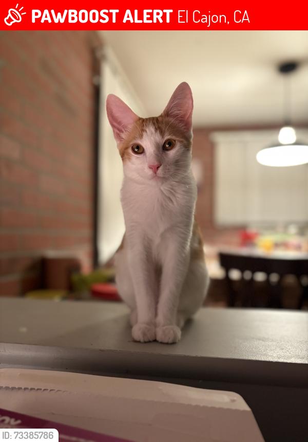 Lost Male Cat last seen Near E Bradley Ave El Cajon, El Cajon, CA 92021