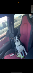 Lost Female Cat last seen Charter oak dr, Newport News, VA 23608
