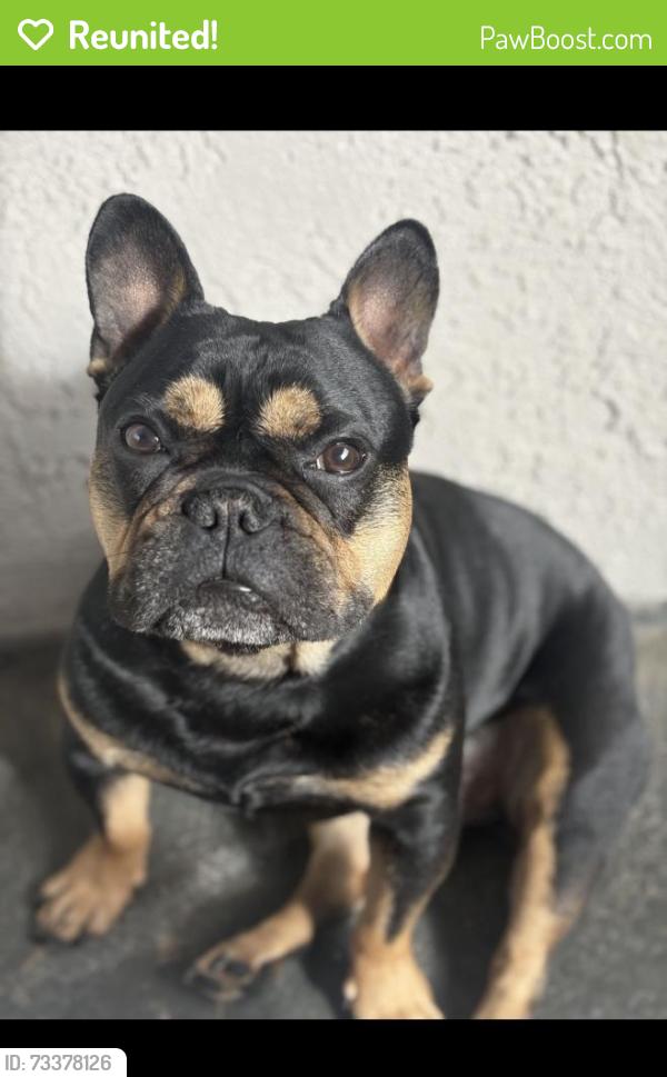 Reunited Male Dog last seen 3rd st E., Lancaster, CA 93535