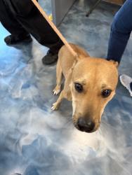 Shelter Stray Male Dog last seen Near Osmun, PONTIAC, MI, 48340, 1200 N Telegraph Building 42E, Pontiac, MI 48340, USA