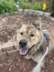 Shelter Stray Male Dog last seen Near Palm Street, San Diego, CA, 92105, 5500 Gaines St, San Diego, CA 92110, USA