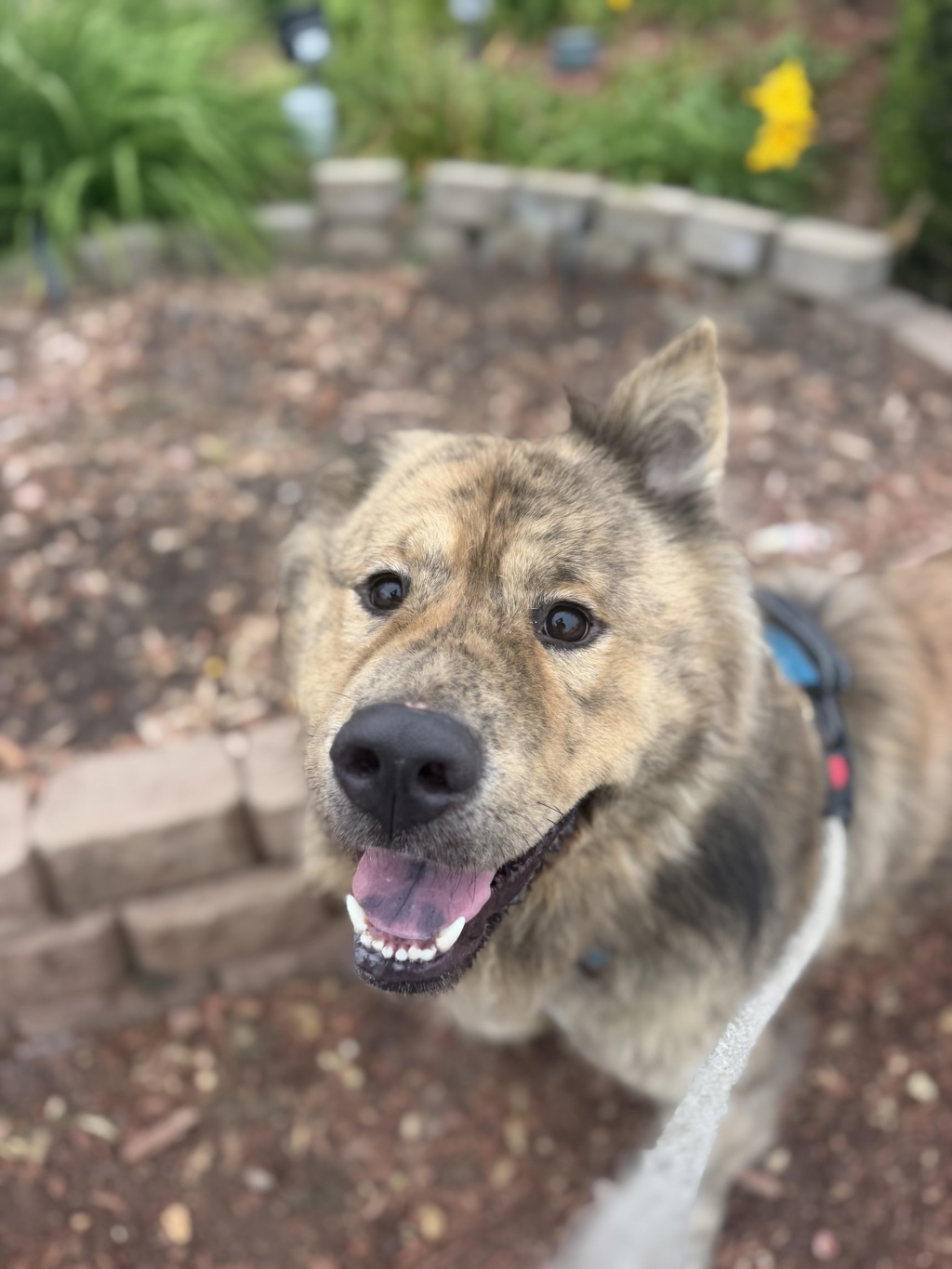 Shelter Stray Male Dog last seen Near Palm Street, San Diego, CA, 92105, 5500 Gaines St, San Diego, CA 92110, USA