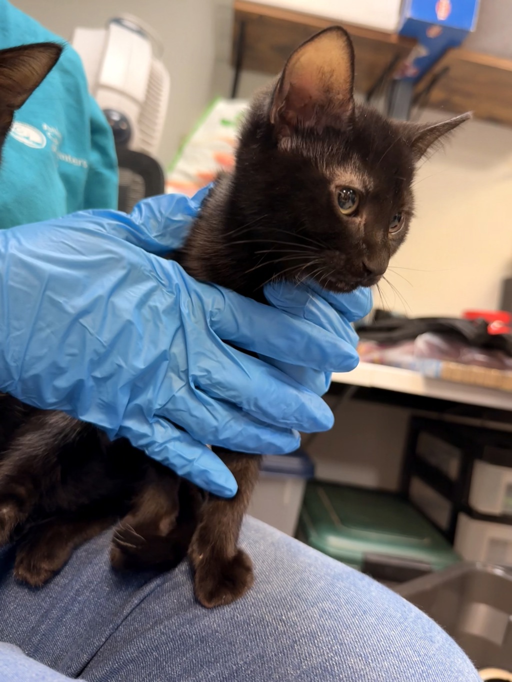 Shelter Stray Male Cat last seen Near Dyckman Street, NEW YORK, NY, 10034, 326 E 110th St, New York, NY 10029, USA