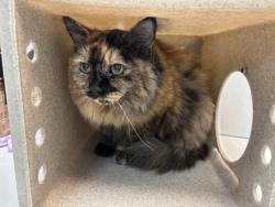 Shelter Stray Female Cat last seen Apt 4A,2333 5th Avenue, NEW YORK, NY, 10037, 326 E 110th St, New York, NY 10029, USA