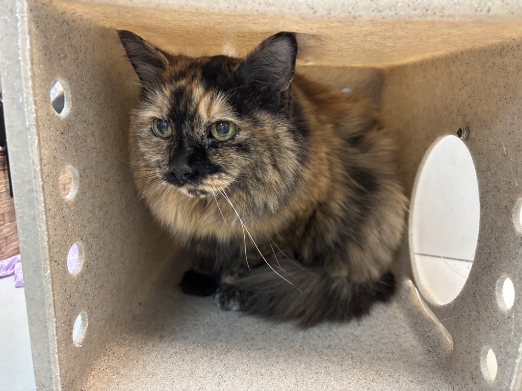 Shelter Stray Female Cat last seen Apt 4A,2333 5th Avenue, NEW YORK, NY, 10037, 326 E 110th St, New York, NY 10029, USA