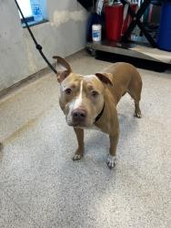 Shelter Stray Male Dog last seen 13, BRONX, NY, 10455, 326 E 110th St, New York, NY 10029, USA