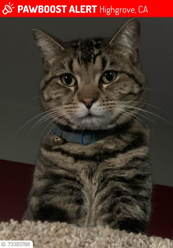 Lost Male Cat last seen Prospect Avenue & Center Street, Highgrove, 92507 Riverside CA, Highgrove, CA 92507