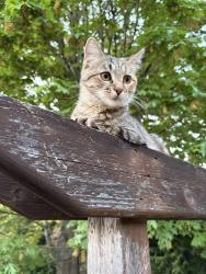 Lost Female Cat last seen NE 113th pl, Kirkland, WA 98033