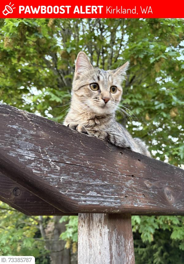 Lost Female Cat last seen NE 113th pl, Kirkland, WA 98033