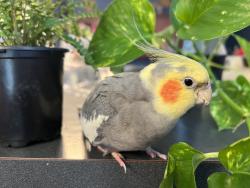 Lost Male Bird last seen Kassady/Gordon; Owl Overlook/Gordon, Burlington, KY 41005