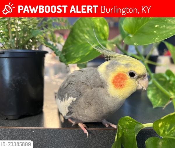 Lost Male Bird last seen Kassady/Gordon; Owl Overlook/Gordon, Burlington, KY 41005