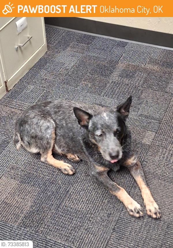 Found/Stray Male Dog last seen On Tinker AFB, South Runway Road, Oklahoma City, OK 73135