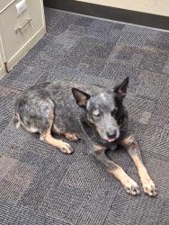 Found/Stray Male Dog last seen On Tinker AFB, South Runway Road, Oklahoma City, OK 73135