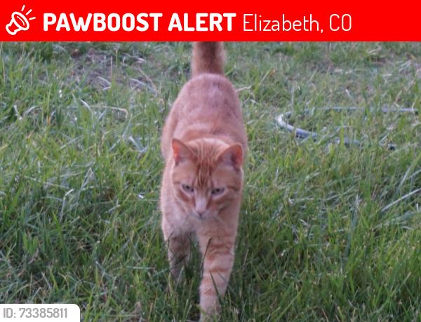 Lost Male Cat last seen Off of Road 25 in Elbert County, Elizabeth, CO 80107