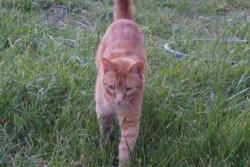 Lost Male Cat last seen Off of Road 25 in Elbert County, Elizabeth, CO 80107