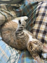 Reunited Female Cat last seen Jumped out second story window at Ellington Apartments, Davis, CA 95618