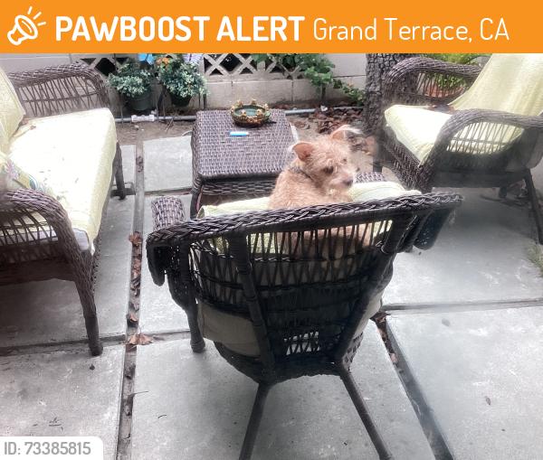 Found/Stray Female Dog last seen Preston and Kingston, Grand Terrace, CA 92313