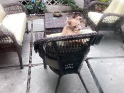 Found/Stray Female Dog last seen Preston and Kingston, Grand Terrace, CA 92313