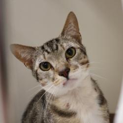 Shelter Stray Male Cat last seen , Animal Care & Control Team of Philly, 111 W Hunting Park Ave, Philadelphia, PA 19140, USA