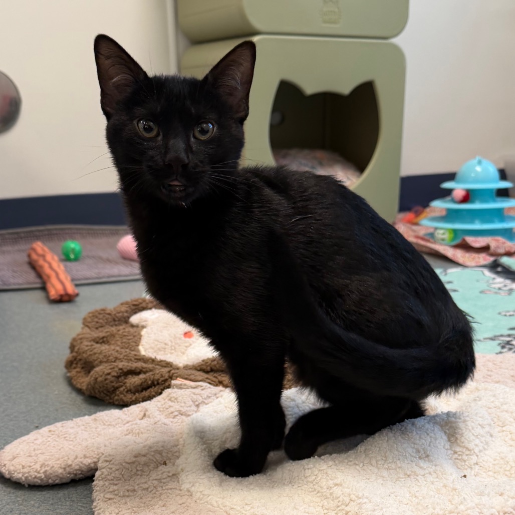 Shelter Removed Male Cat last seen , 3200 N Military Trl, West Palm Beach, FL 33409, USA