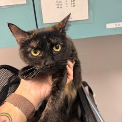 Shelter Stray Female Cat last seen , 3607 N Armenia Ave, Tampa, FL 33607, USA