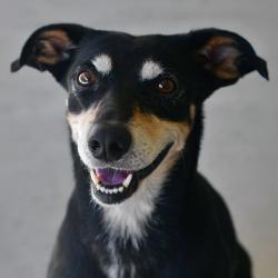 Shelter Stray Male Dog last seen , 3173 K-68 Hwy, Ottawa, KS 66067, USA