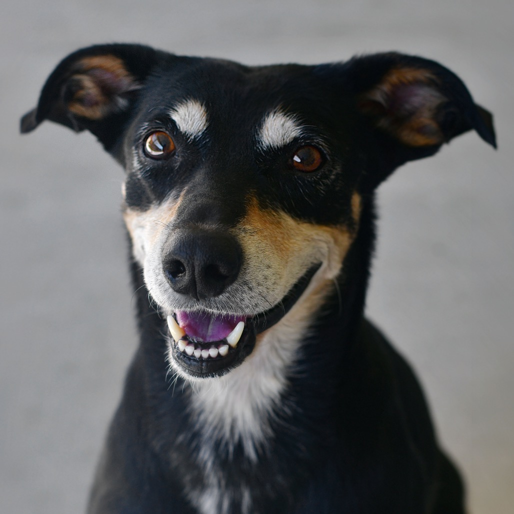 Shelter Stray Male Dog last seen , 3173 K-68 Hwy, Ottawa, KS 66067, USA