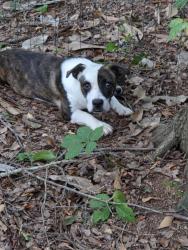 Found/Stray Female Dog last seen Bessie rd and augusta rd in piedmont, Piedmont, SC 29673
