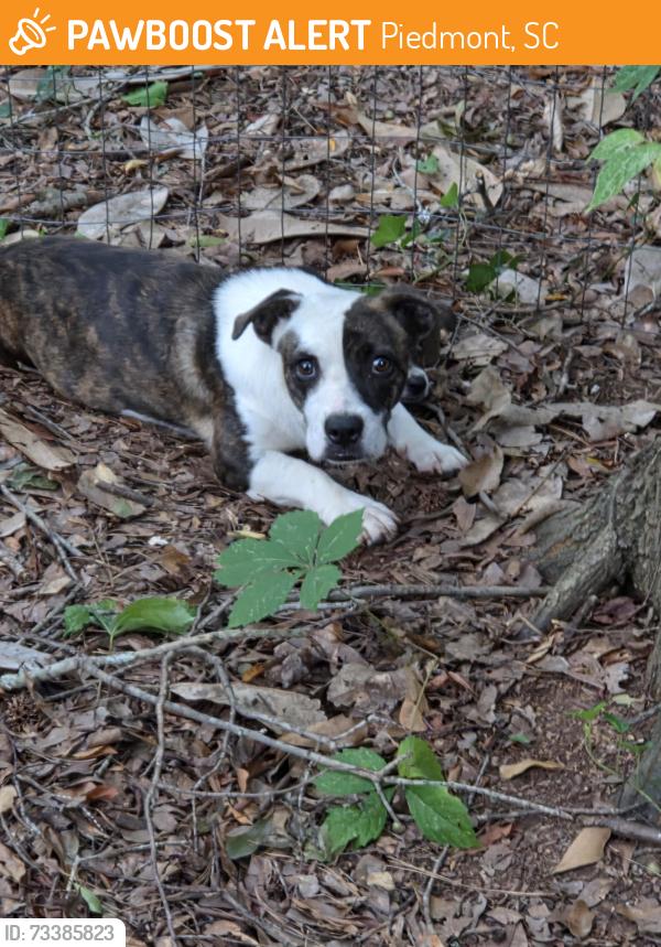 Found/Stray Female Dog last seen Bessie rd and augusta rd in piedmont, Piedmont, SC 29673