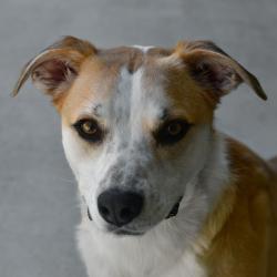 Shelter Stray Male Dog last seen , 3173 K-68 Hwy, Ottawa, KS 66067, USA