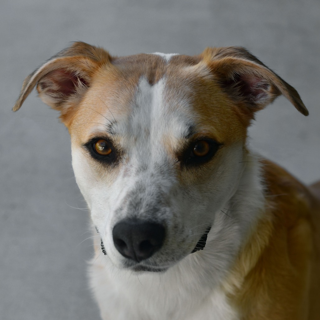 Shelter Stray Male Dog last seen , 3173 K-68 Hwy, Ottawa, KS 66067, USA