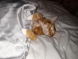 Reunited Male Cat last seen grove ave, Burlingame, CA 94010