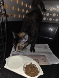 Found/Stray Unknown Cat last seen Governor Mifflin apmts, Reading, PA 19607