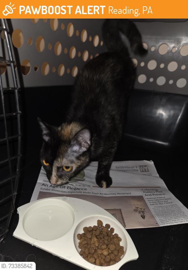 Found/Stray Unknown Cat last seen Governor Mifflin apmts, Reading, PA 19607
