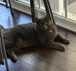 Reunited Female Cat last seen Page Ct. vs Kilkenny Way, Pinole, CA 94564