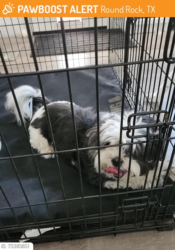 Found/Stray Unknown Dog last seen Sylvia CT cross street, Round Rock, TX 78681