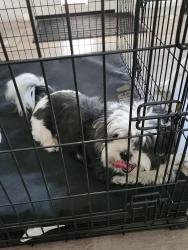 Found/Stray Unknown Dog last seen Sylvia CT cross street, Round Rock, TX 78681