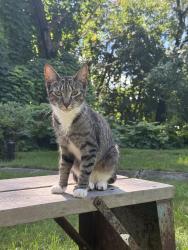 Found/Stray Female Cat last seen W Tulpehocken between Greene & Wayne, Philadelphia, PA 19144